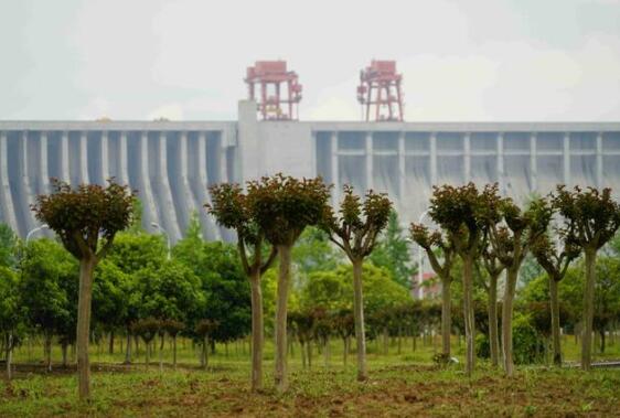 三峽集團長江特有珍稀植物保護品種突破1000種